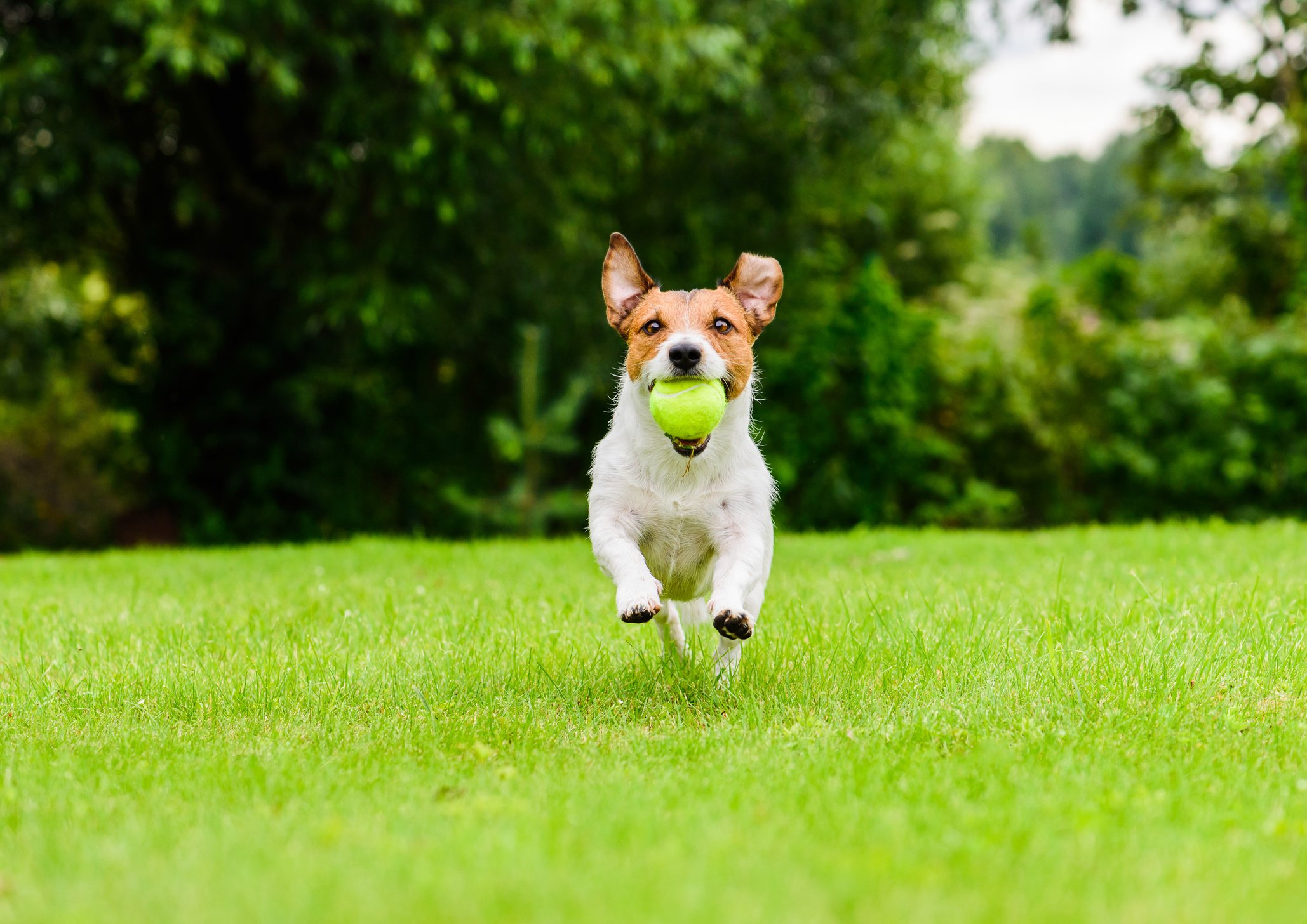 Dog running with ball on grass