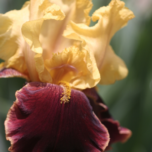 Bearded Iris, The Best Bulbs to Plant in Spring