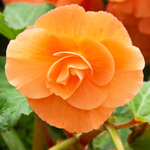 Begonia, The Best Bulbs to Plant in Spring