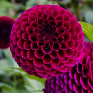 Dahlia, The Best Bulbs to Plant in Spring