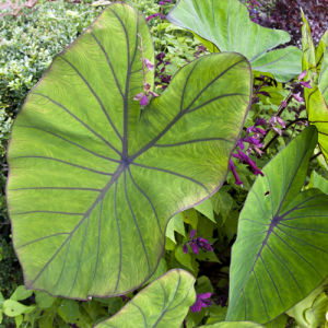 Elephant Ear, The Best Bulbs to Plant in Spring