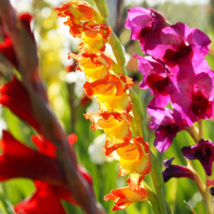 Gladiolus, The Best Bulbs to Plant in Spring