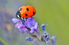 Ladybug, The 5 Best Pests for Your Lawn