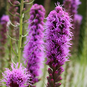 Liatris, The Best Bulbs to Plant in Spring