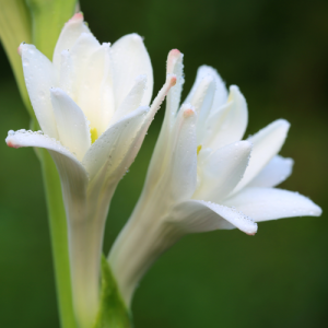 Tuberose, The Best Bulbs to Plant in Spring