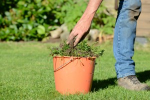 weed flower beds, 8 Easy Yard Care Tips to Help Sell Your Home